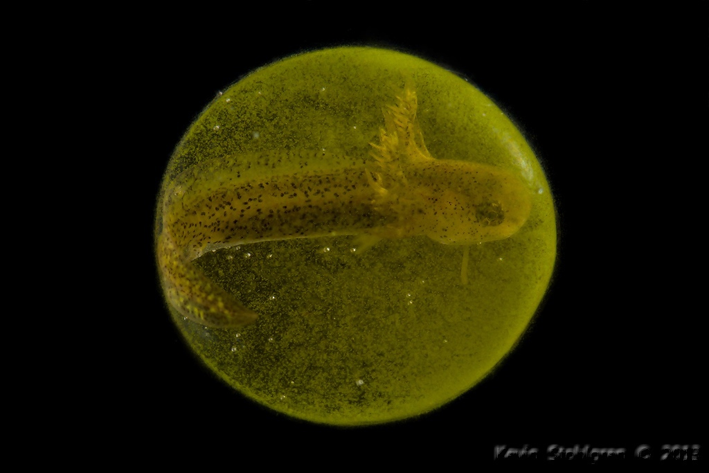 Зародыш амбистомы в окружении водорослей Oophila amblystomatis. Видовое название переводится как «любящий яйца саламандры», так как больше нигде эти одноклеточные не встречаются.