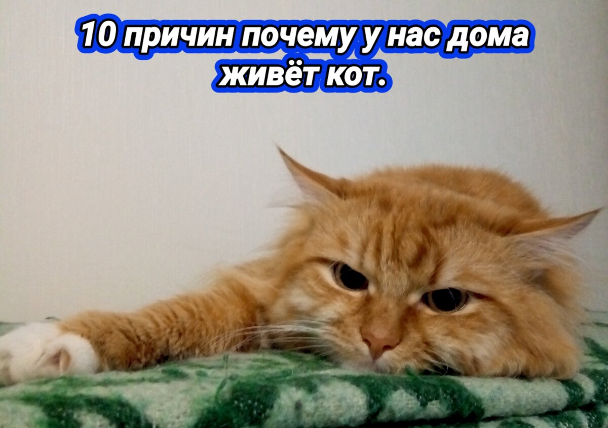 10 причин почему у нас дома живёт кот. | Мне ВСЁ интересно 🦉🌍 | Дзен