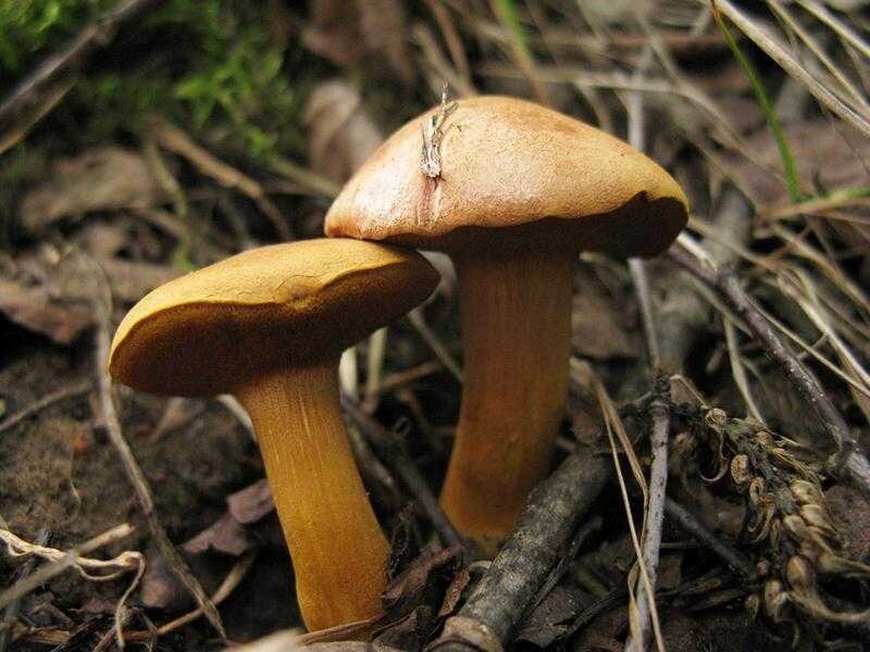 Перечный гриб. Моховик масленок перечный гриб. Перечный гриб Chalciporus piperatus. Маслёнок перечный, перечный гриб. Маслята и перечный гриб.