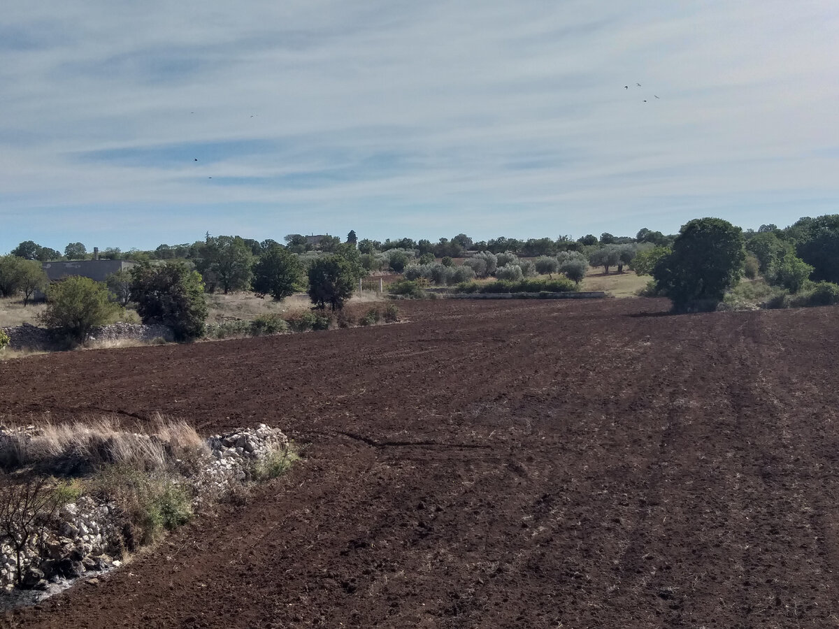 Поля, уже обработанные