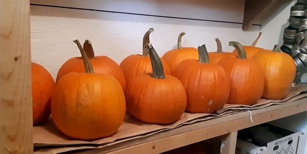 Кадр: A Traditional Life / YouTube📷
