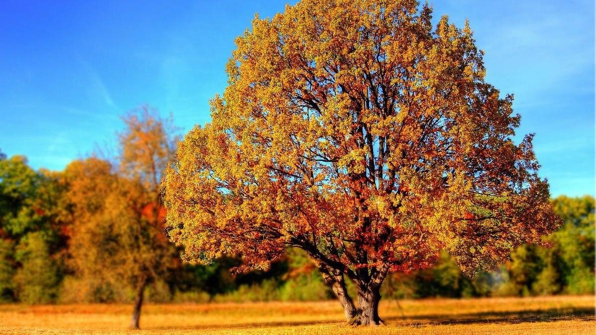    Дерево с желтыми листьями:pixabay.com