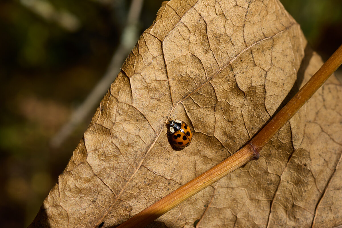 Не та самая, но какая-то близкая родственница