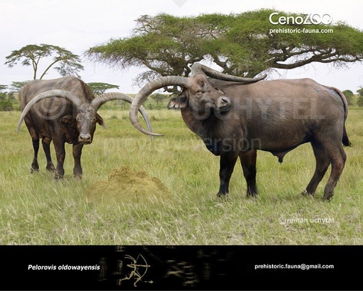 Я могу почесать середину спины, а наши длиннорогие потомки смогут почесать ещё дальше.