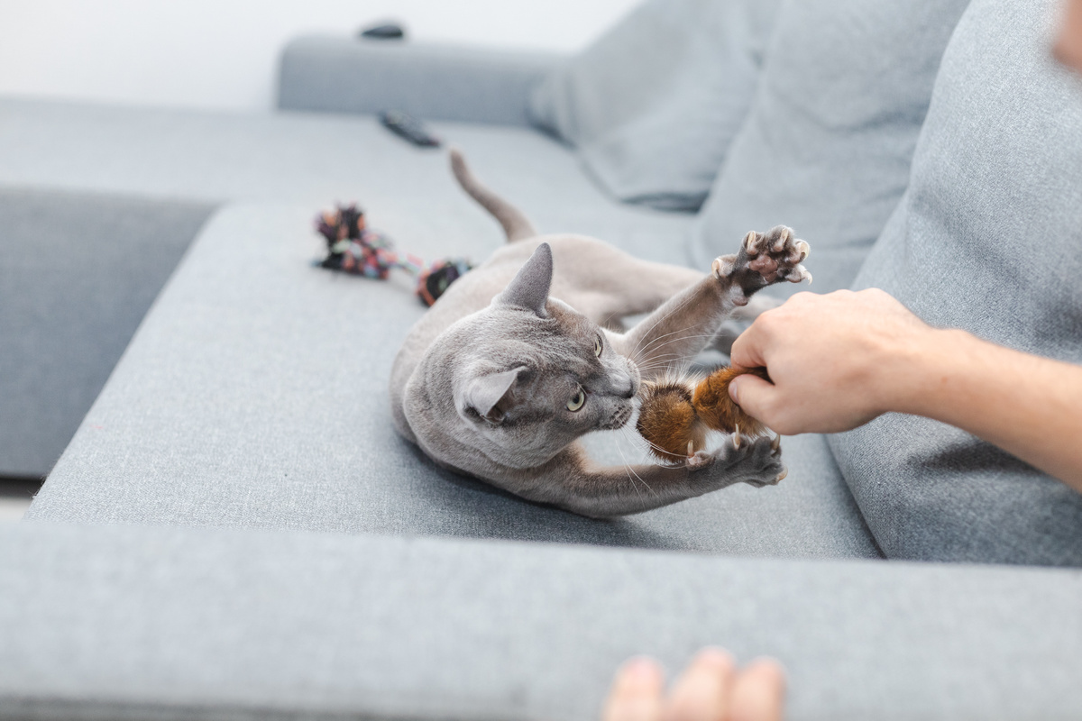 KELLY NES ARES. Производитель питомника Peterburms 