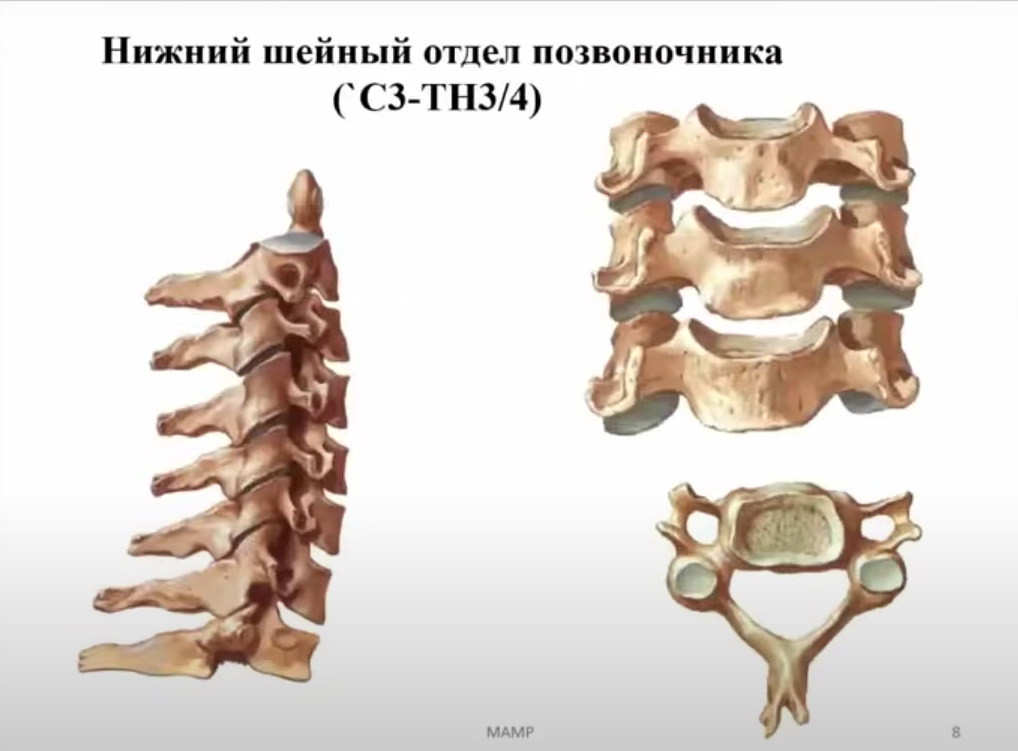 Шейный отдел позвоночника с функциональными пробами