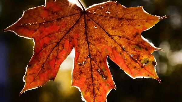   © Photo : Pixabay / ulleo