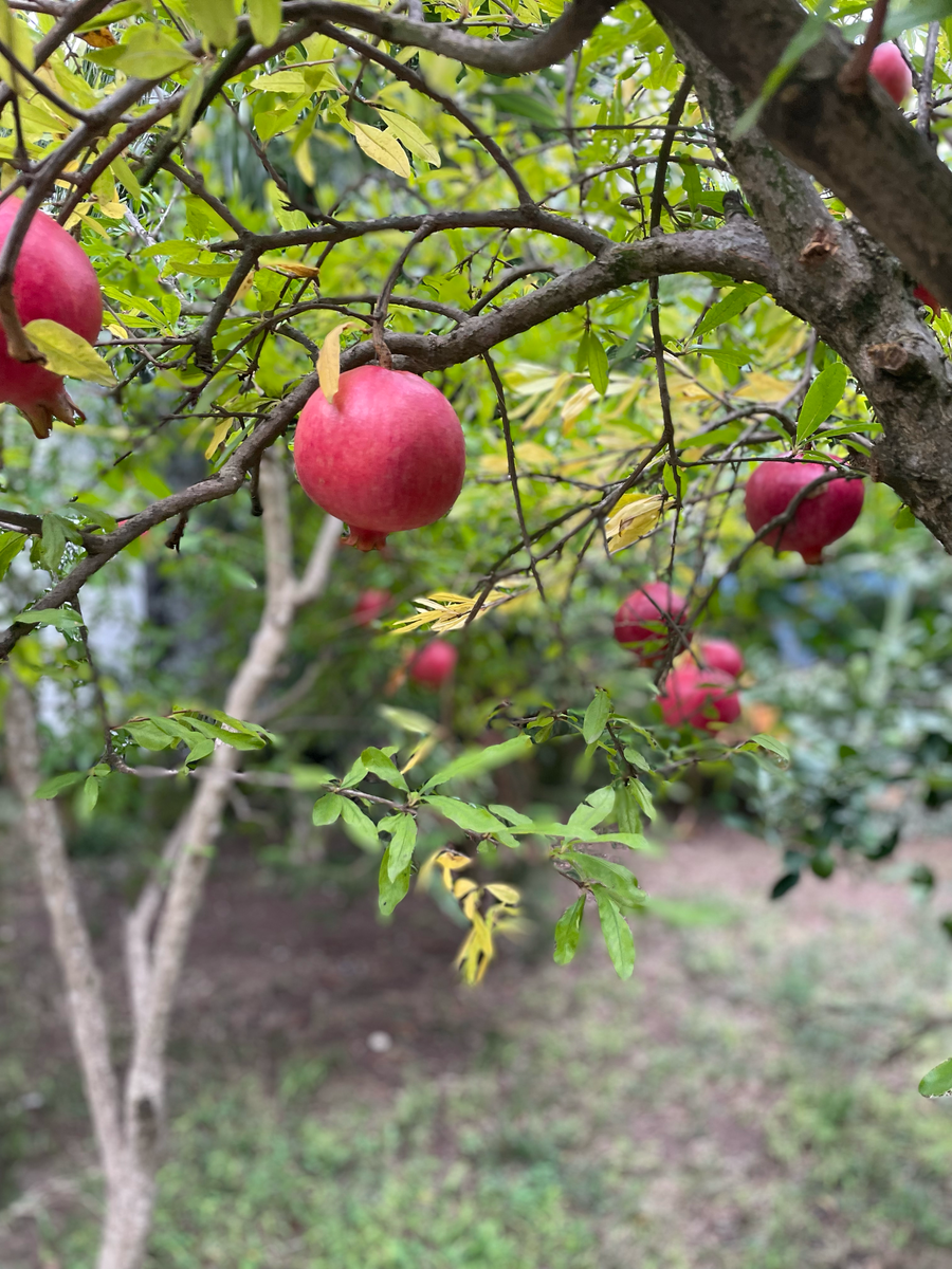 Кругом гранатовые деревья