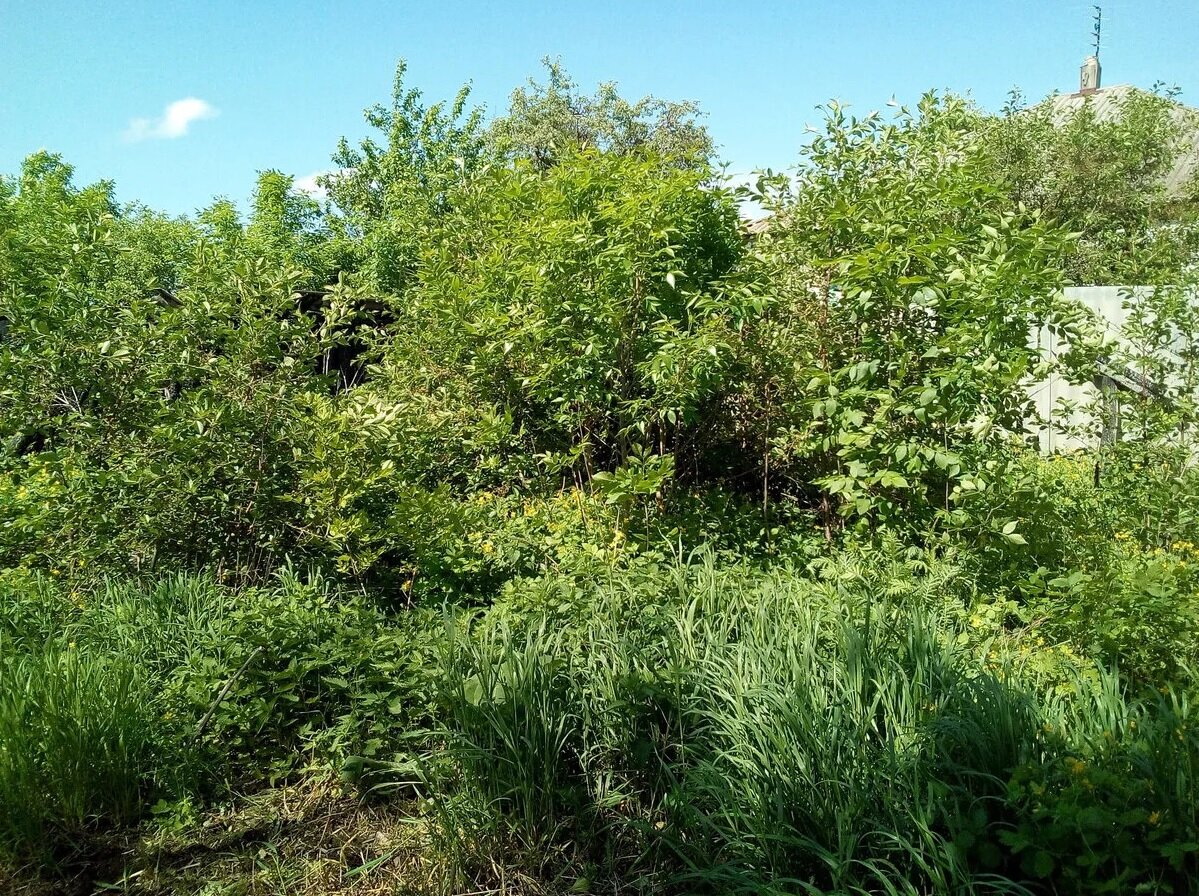 Чтобы отдохнуть на даче - сначала нужно пропилить вход на дачу...