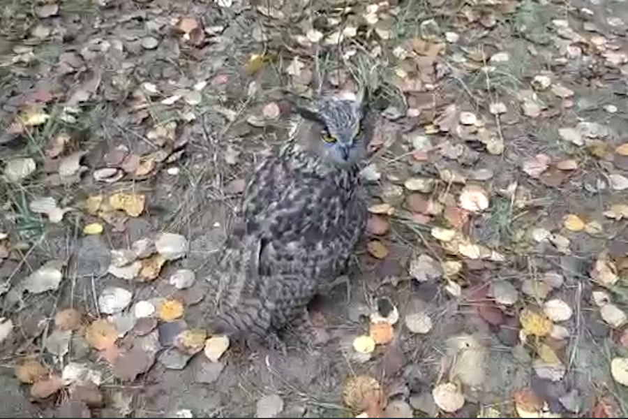 Скриншот видео Росприроднадзора