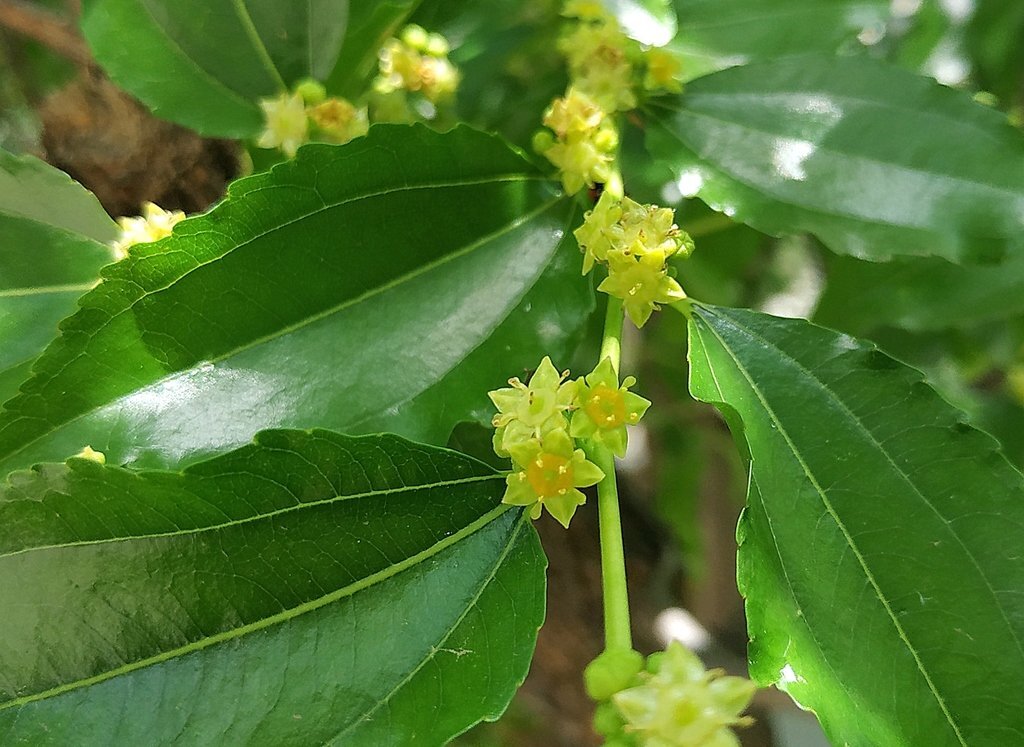 Скоро будет во всех садах