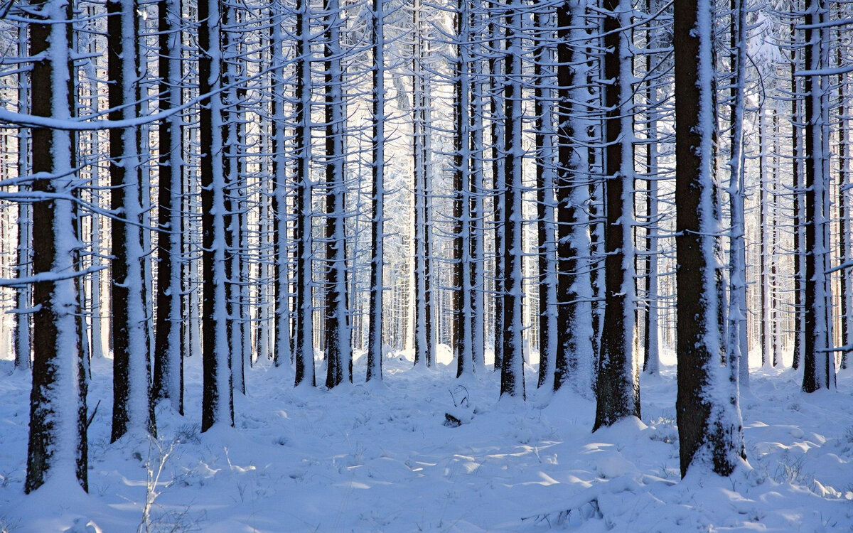 фото из интернета