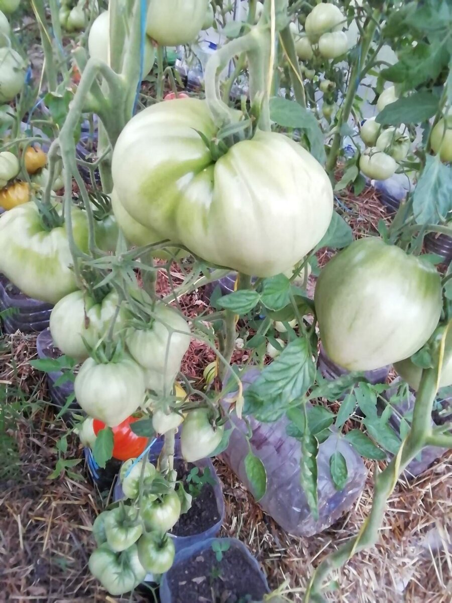 Сорт Бычье сердце гигант. 30 июня.