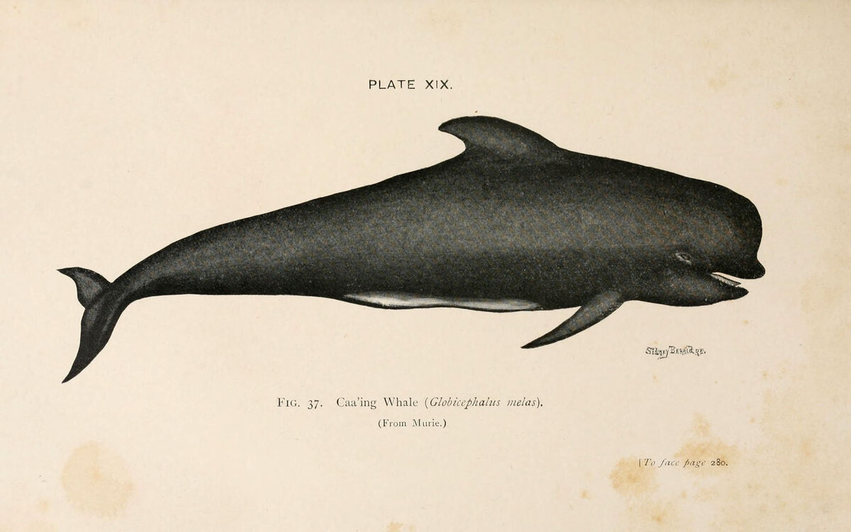   A book of whales London / Wikimedia Commons