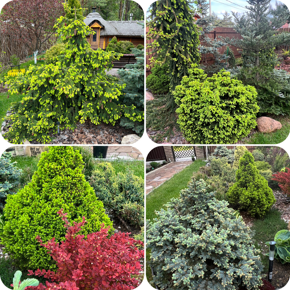 Весна. Молодые приросты украшают мои елочки. Самое время для появления вредителей 