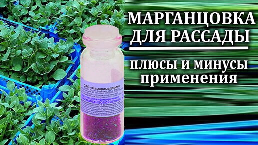 Марганцовка для рассады Польза и вред Марганец от черной ножки рассады ...