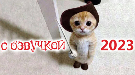 Приколы с котами! С озвучкой! Смешные животные 2023! До слёз!