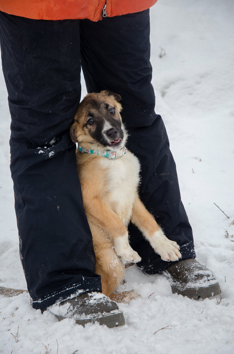 Случайный смешной кадр с сегодняшней фотосъемки щенков на передержке)