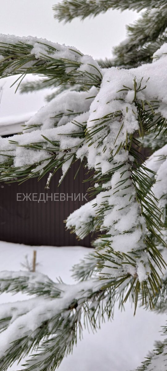 Ежедневник