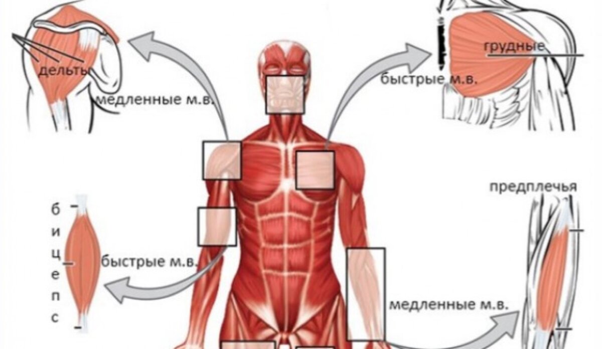 Где находится быстро. Быстрые и медленные мышечные волокна. Быстрые волокна мышц. Медленные волокна мышц. Быстрые и медленные мышцы.