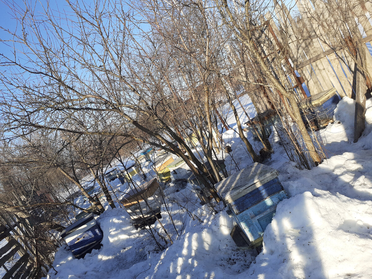 наша пасека, личное фото