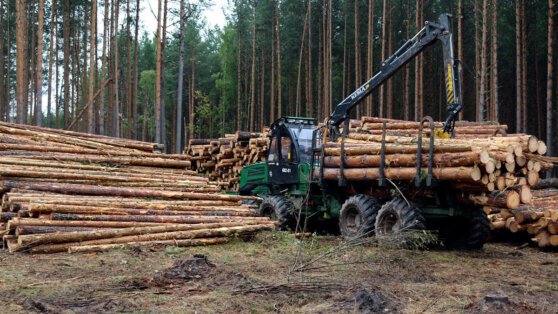    Правительство России продлило поддержку лесопромышленным предприятиям Анна Черкесова