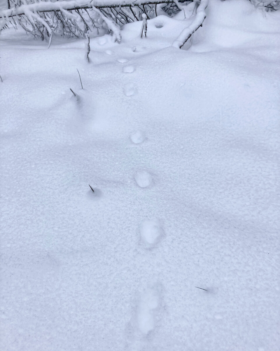 Лесная куница следы на снегу. Следы куньих на снегу. Следы куницы на снегу картинки. Следы куницы на снегу зимой фото.