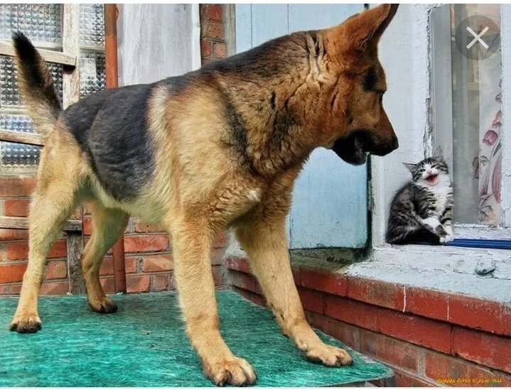 Картинка из интернета