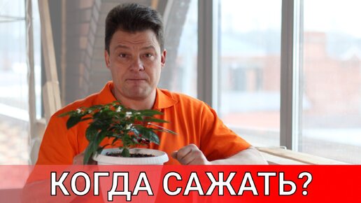 когда сажать перец на рассаду? точные сроки для лучшего урожая!