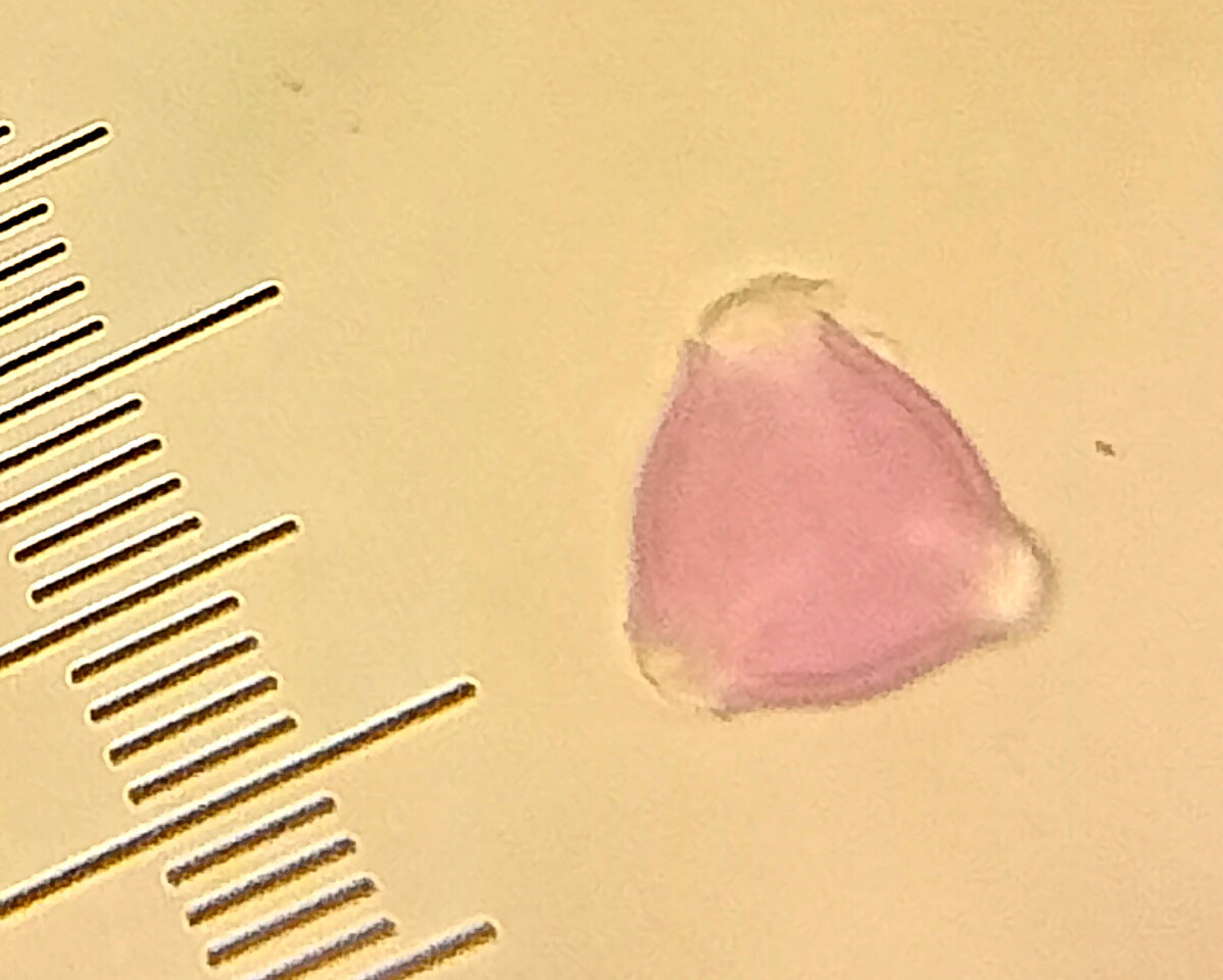 Скорее всего малина