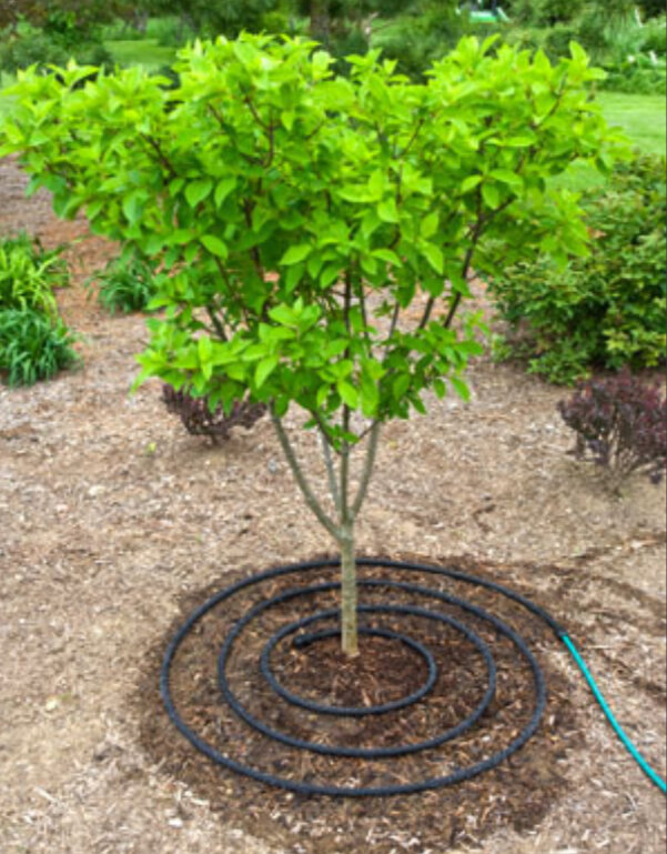 Наша полуавтоматическая система для капельного полива ОГОРОДНИК - это целенаправленный и экономный полив посаженных в ряд растений. Все, что нужно для организации капельного полива  в теплице и на огороде, вы найдете в нашем наборе.
Система капельного полива собирается и раскладывается по грядкам за 10 минут. Это очень ПРОСТО!

В систему входит 30 м ленты капельного полива для 30 м грядок и 1,5 м гибкого шланга для того, чтобы дорожки между растениями оставались сухими.
Монтаж капельного полива - (см. схему)

1. Подсоедините тройник к вашему шлангу, подающему воду. Подвод воды можно организовать как из водопровода, так и из бочки.
2. Разложите ленту вдоль высаженных растений. Установите заглушки на ленты. 
3. Установите угловые переходники на ленты и подсоедините наш гибкий шланг, как показано на схеме.
4. Произведите ПЛАВНЫЙ пуск воды. 
 


Благодаря использованию ленты для капельного полива, Вы можете добиться 70-процентной экономии воды в сравнении с традиционными методами полива и 100-процентной экономии Вашего времени. Урожайность при этом возрастает в 2 и более раз! 
Капельный полив можно использовать для огурцов, помидоров, клубники, голубики, картофеля, плодовых деревьев и декоративных культур.
Больше не нужно ходить с лейками или поливочным шлангом по участку. Просто откройте кран для подачи воды и занимайтесь своими любимыми делами. Вода, проходя сквозь лабиринт ленты, нагревается и поступает к растениям теплой. При поливе в систему можно добавлять водорастворимые удобрения. 
Капельный полив своими руками - с нашей системой Ваша мечта превратится в реальность!
Один раз за сезон вы тратите время на укладку ленты, а потом отдыхаете, лента поливает сама.