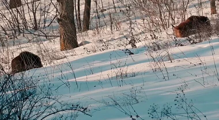    Фото: скриншот видео, автор Юрий Белоусов