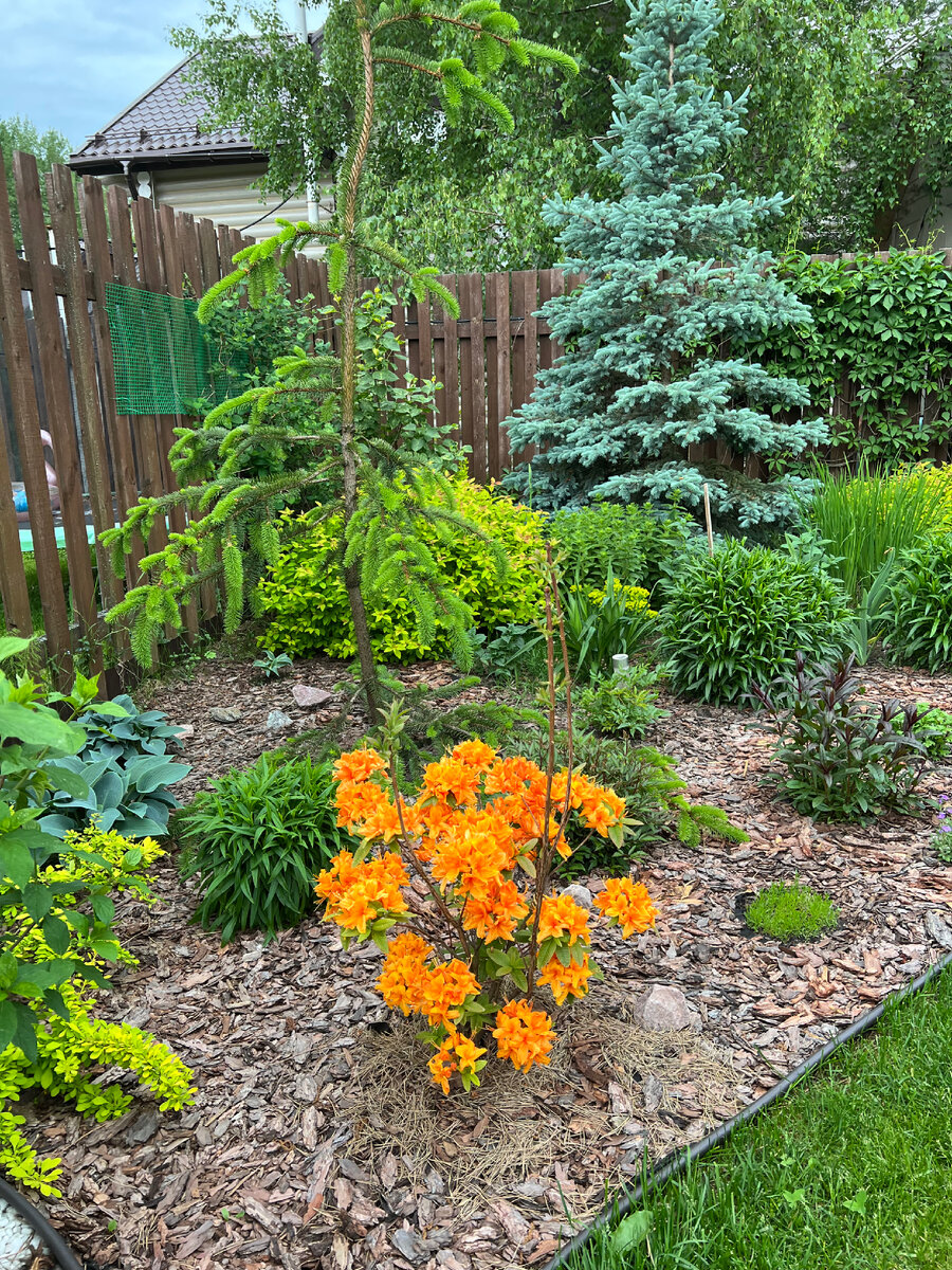 Весна. Азалия в цвету