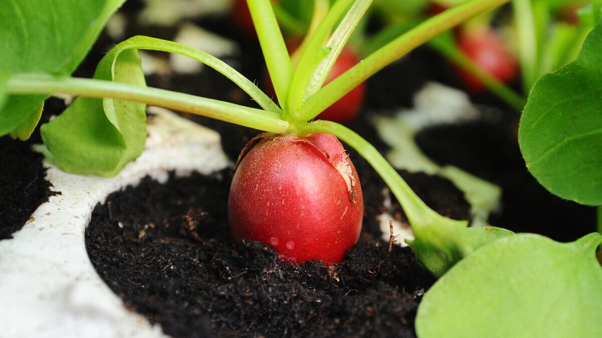    Урожай редиса© РИА Новости / Алексей Сухоруков
