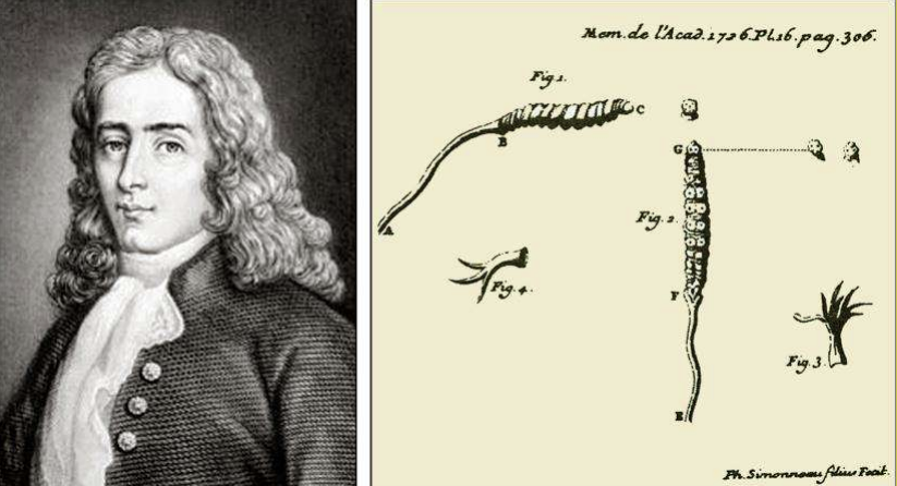 Кордицепс-панацея нового века: все, что нужно знать