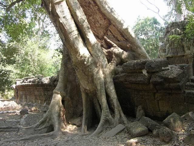 Та Пром, Камбоджа
