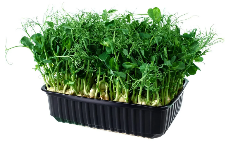 Фото микрозелени гороха из открытого источника