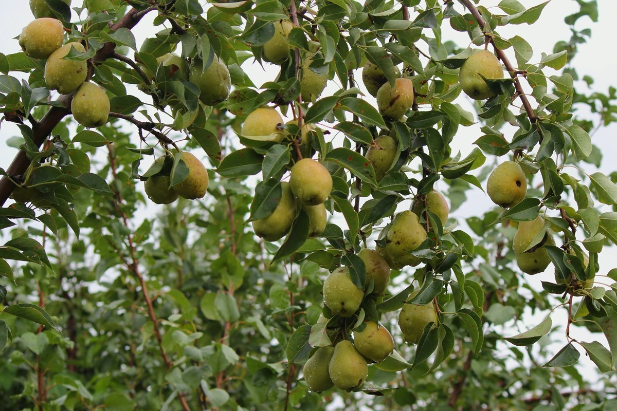Груша и яблоня на одном дереве фото
