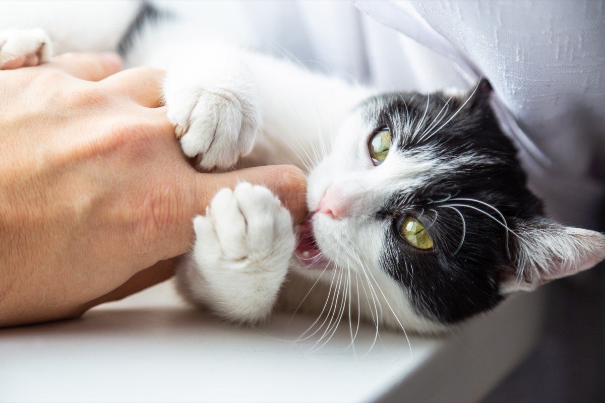 Кошка кусает. Кот кусает руку. Котенок вцепился. Белая кошка вцепилась в руку.