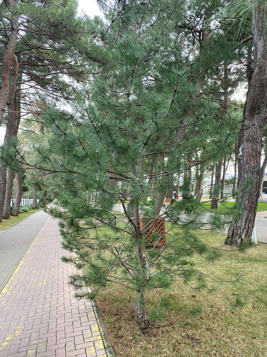 Высаженный экземпляр сосны с признаками изначального заражения посадочного материала. 