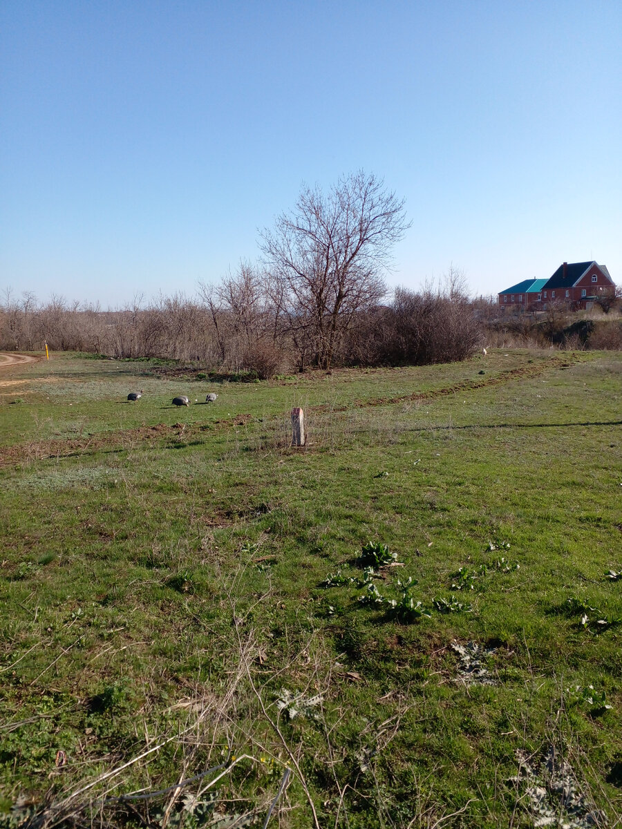 Цесарки гуляют.