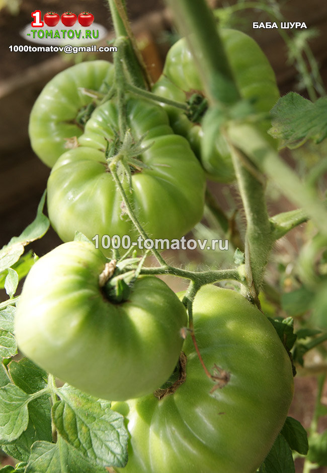 Томат Баба Шура фото 2