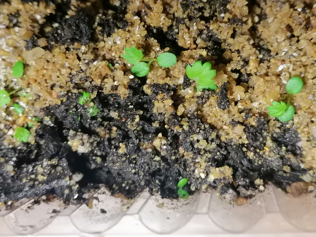 Земляника, всходы