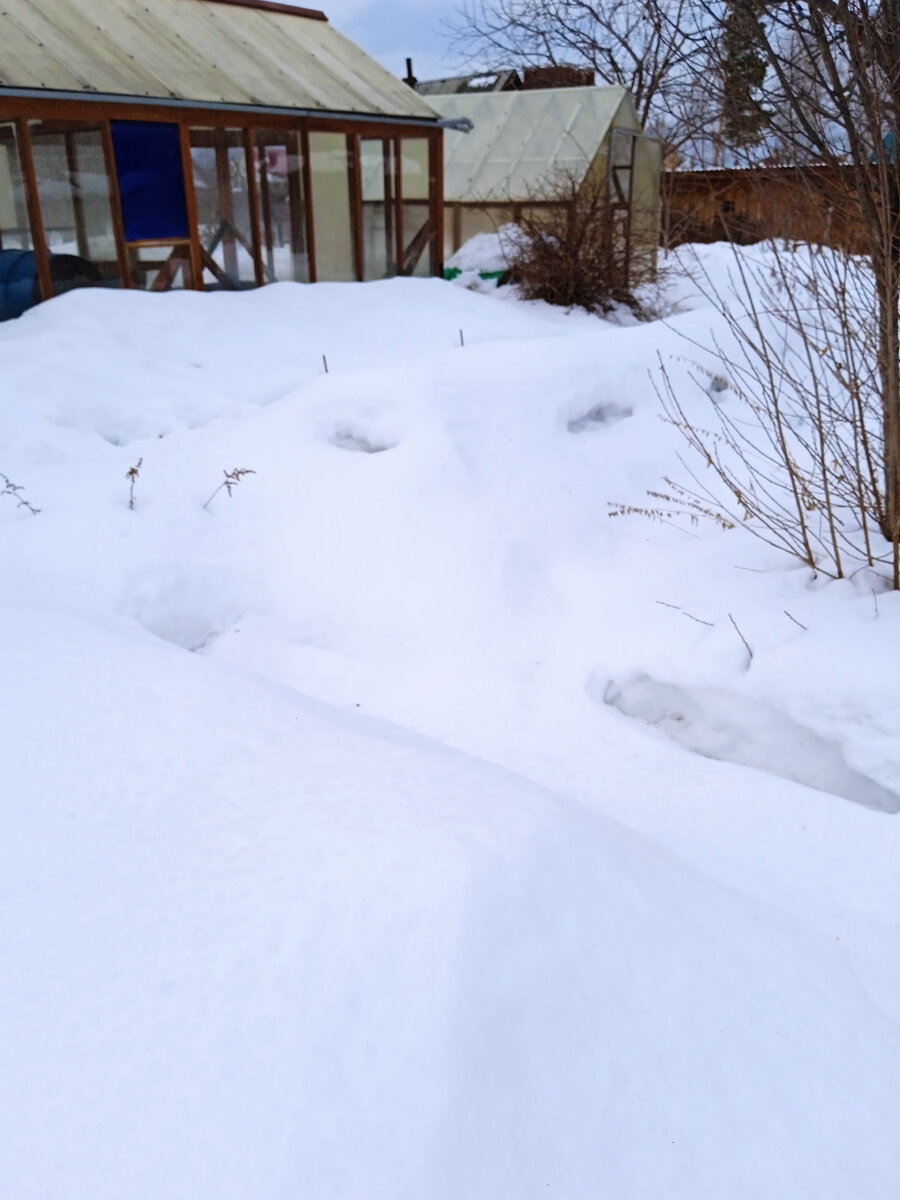 Холмик с "форточками" - это и есть укрытые розы