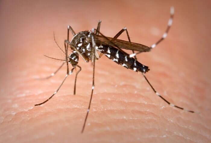 Комар Aedes albopictus.(Фото: wikipedia.org. Общественное достояние)
