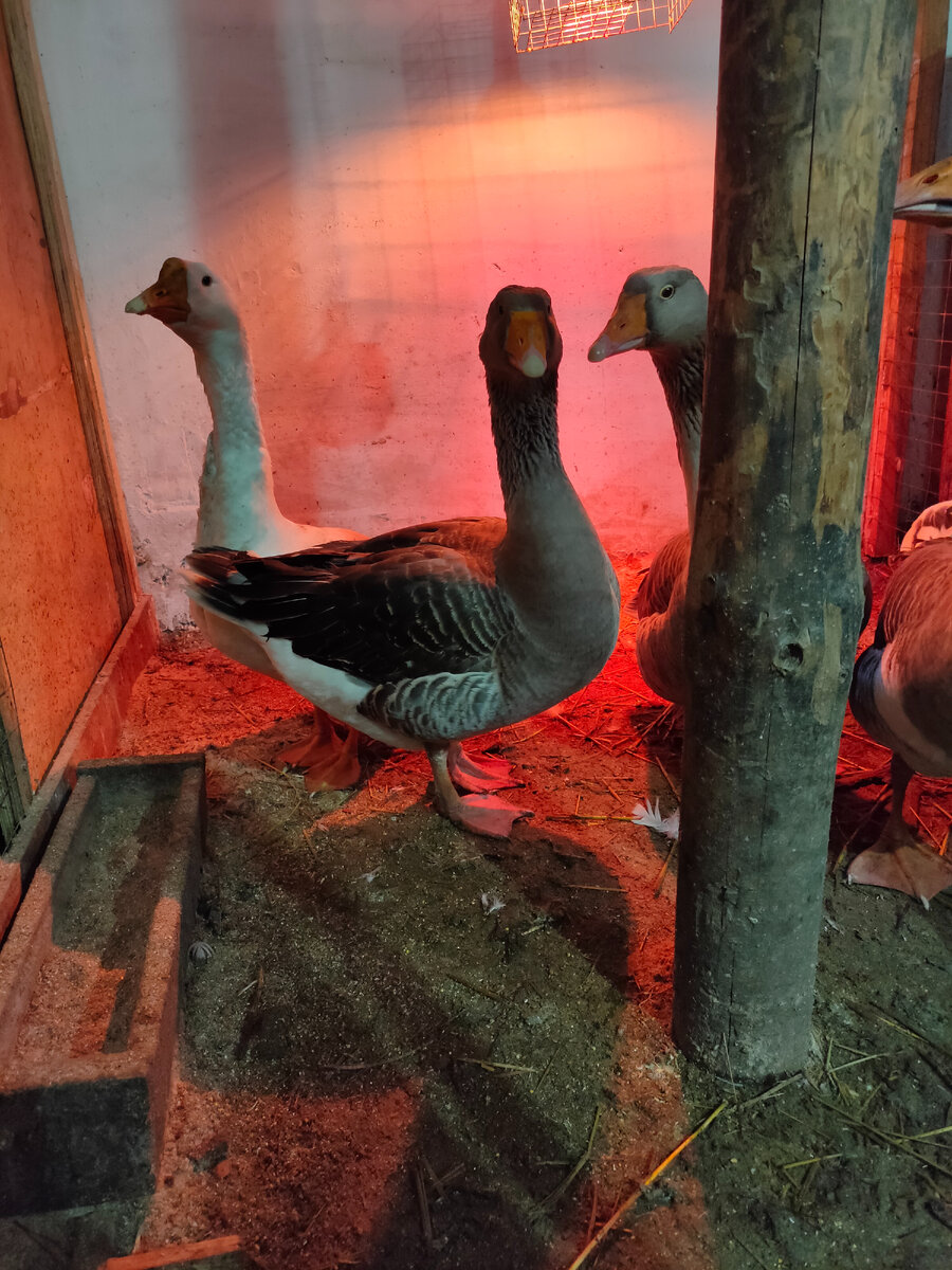 Это девочки греются под лампой 