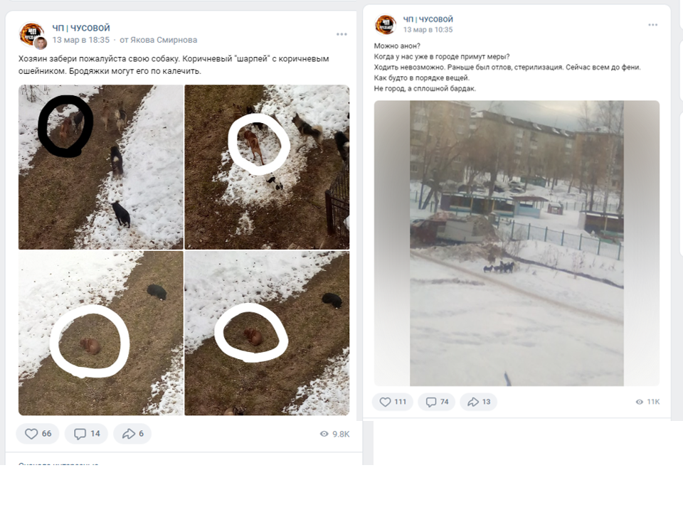 Все самовыгульные кобели района собрались в стаю