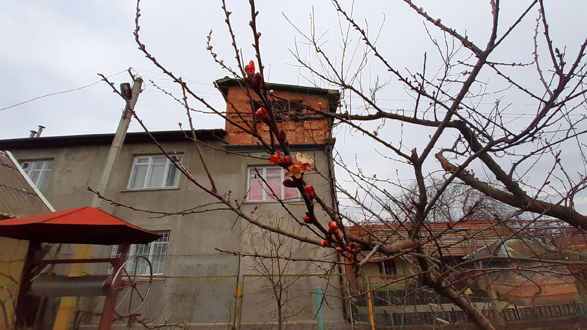 Распускается абрикос