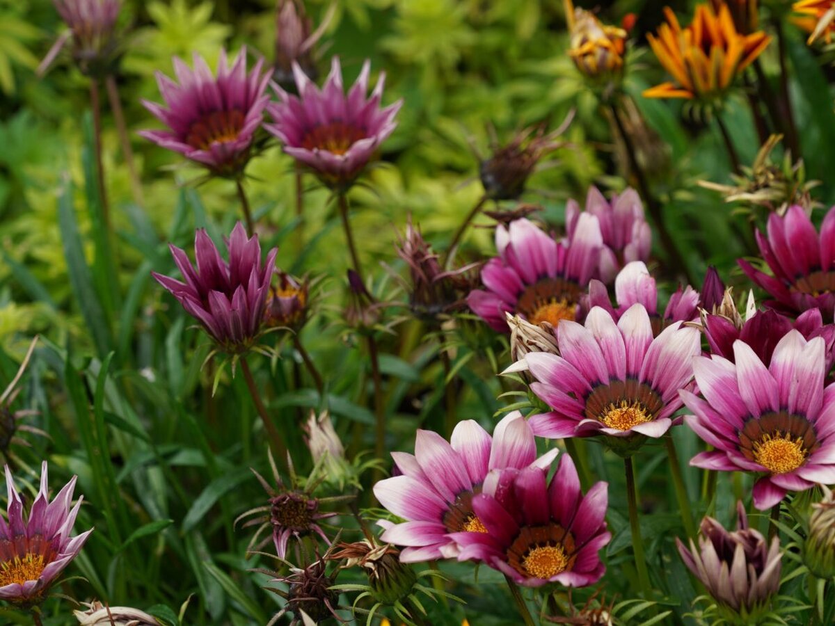 Gazania rigens