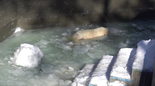 Кай кайфует в ледяной воде. 20.03.2023